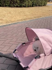 SmallCat Dog Stroller Childrens Pretend Play Toy Small Pull Cart Stroller OutdoorCart Dog Cart