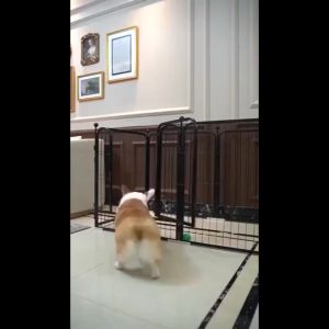 【Local Shop】6pcs Dog fence Pet fence 60*60*120CM Indoor outdoor Small and medium-sized dog cage protection isolation Multifunctional DIY folding dog fence