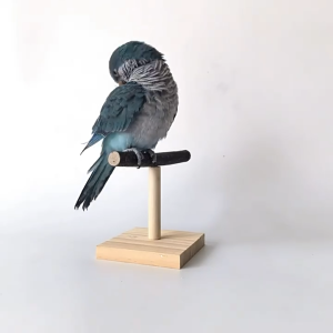 🇸🇬 Natural Wood Parrot Perch T Stand: Bird Training Toy & Desktop Interactive Play Station with Feeding Bowl