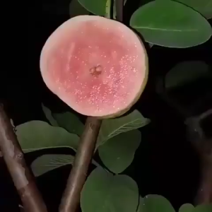 Bibit Jambu Sukun Merah - Jambu Biji Sukun Merah Hampir Tanpa Biji Cepat Berbuah