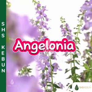 Angelonia Angustifolia Pokok Bunga Sate Pokok Bunga Hidup Flower Random Colour Live Plant Outdoor Plant SHS Kebun