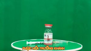 Thuốc trị tang gà đá phục hồi trường khánh chích tang gà chọi trị tan đòn cho gà