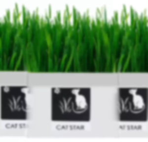 Premium Soil-Free Cat Grass Growing Kit Healthy Organic Treat for Indoor Cats