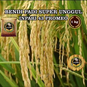 VARIAN BENIH BIBIT PADI INPARI MAPAN 05 PAJERO 32 PROMEO 42 PERA BERAS  pen WARTEG MAREM 50  32 SUPER JUMBO  INPARI 49 SUPER UNGGUL KUALITAS  POTENSI HASIL RATA RATA 12 TON PER H