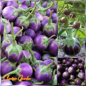 150 BUTIR BIJI/BENIH TERONG LALAP UNGU BULAT