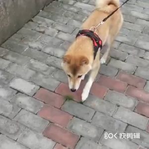 【Beli 3 Diskon 5%】Kerah Rompi Anjing Peliharaan BesarHarness Anjing Tali Tuntun Rompi Anjing Breathable Harness Leash Anjing Besar Medium Pet Harness Dog Vest