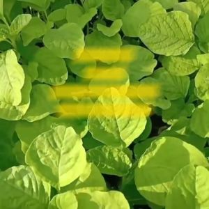 Benih Bayam Hijau MAESTRO Isi 500 gram Cap Panah Merah