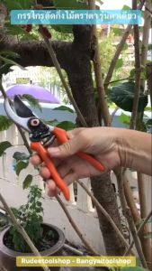 กรรไกรตัดกิ่งไม้ รุ่นตาเดียว 8 นิ้ว รูปแบบ Pruning Shear ประกอบด้วยกระดูกที่ทำการกรอบกิ่งไม้