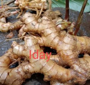 lempuyang segar 1/5/10kg lempung organik