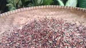 [RUMAH TANI] Beras MIX 3 Organik 2 kg Serat Tinggi Nutrisi Tinggi Cocok untuk Diet Beras Merah Coklat Hitam Tanpa Pestisida Cocok untuk Diet