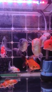 อาหารปลาคาร์ฟ อาหารปลาไต้หวัน อาหารปลาสวยงาม สำหรับปลาคร์าฟ ปลาทอง และ ปลาสวยงามทั่วไป อาหารปลา 3 สี (1 กระสอง ขนาด 2.5 กิ)