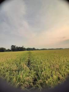 benih padi ci batu 06 berkualitas unggull kemasan 1kg