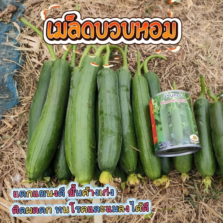 เมล็ดบวบหอม Smooth Loofah ตราภูเขาทอง