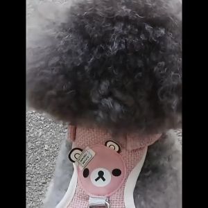 Boqi Factory สายจูงสัตว์เลี้ยง  กระต่าย  สําหรับสัตว์เลี้ยง ขนาดเล็ก XX385