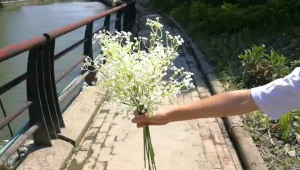 Artificial Babys Breath Flowers (Gypsophila Paniculata) - Colorful Bouquet - Premium Quality for Wedding Home & Office Decor (Dekorasi Rumah/Kantor) - Bunga Kahwin