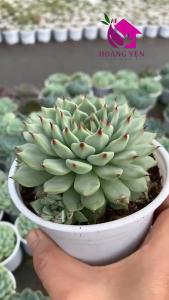 🌿 Set 3 Sen Đá Size Trung – Cây Già Khỏe Rễ Chắc – Lỗi 1 Đổi 1 Chọn Cây Theo Ý Mua 10 Tặng 1!