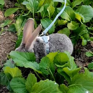 Bộ Yếm Dắt Thú Cưng Dây Dắt Chó Mèo Dạng Yếm Hình Mặt Gấu Dễ Thương Thoáng khí