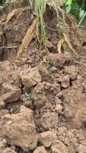 bột sắn dây nguyên chất nhà làm