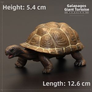 MENGSILE | Large Realistic Educational Tortoise Model