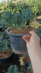 ผักเคล คะน้าใบหยิก กระถางละ 150 บาท ต้นโต แข็งแรงพร้อมปลูก สมุนไพรลดไขมัน ต้านมะเร็ง