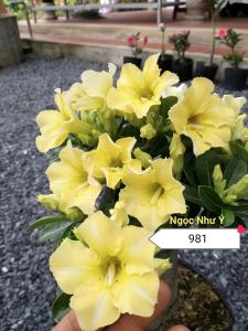 Adenium Obesum Bonsai ID 981 Ngoc Nhu Y 富贵花