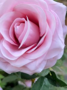 #JBS1257 AfterLove Dress