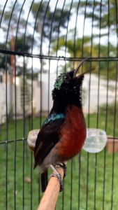 Nektar Gacor Maxx Untuk Burung Kolibri & Sogon Konin Sunbird