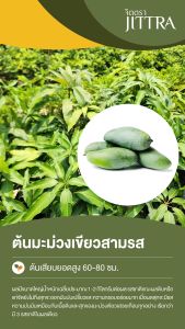 จิตตรา ต้นพันธุ์มะม่วงเขียวสามรส เสียบยอดสูง 60-80 ซม. ปลูกปีเดียวติดลูก พร้อมส่ง เครมฟรี ต้นพันธุ์ผลไม้ ต้นเตี้ย ผลดก