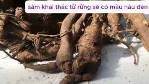 Sâm bố chính tươi cây chuẩn được lấy từ rừng thân củ có màu nâu đen