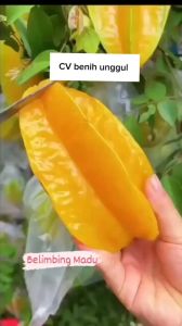 Bibit Belimbing Madu Jumbo Super Okulasi Cepat Berbuah