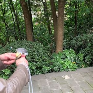 สายคล้องขานก สายจูงนก สายยืดคล้องขานก ห่วงขานก ห่วงเปิกนก หงส์หยก ฟอพัส - สีขาว, รูปแบบ 10 มิติ