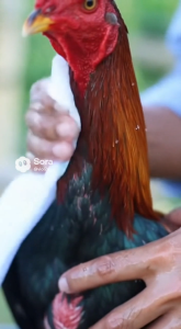 ผ้าเช็ดน้ำไก่ ผ้ากาดน้ำไก่ ผ้าอาบน้ำไก่ ขนาด50x65(ไม่เย็บริม) ด้ายเย็บปากไก่ และ เข็ม