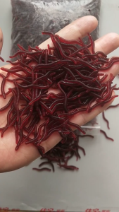 Premium 100pcs Umpan Soft Bait Cacing Palsu 3.5cm Umpan Ikan Tiruan Berkualitas Anti Putus Tahan Lama