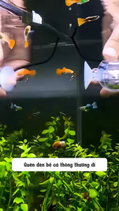 đèn LED bể cá . hàng chính hãng