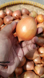 Bawang Bombay | Bawang Bombay Murah | Bawang Bombay Berkualitas