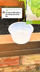 Hạt giống rau xà lách xoăn xanh-gói 5gr-nãy mầm đều