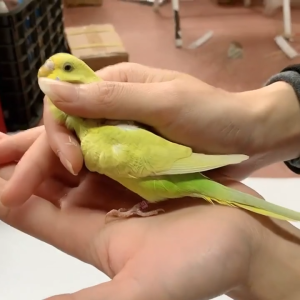 ห่วงขานก ห่วงขานกแก้ว สุ่มสี ห่วงขานกค๊อก ห่วงขานกซันคอ ทำจากอลูมิดนียมน้ำหนักเบา พร้อมส่งในไทย