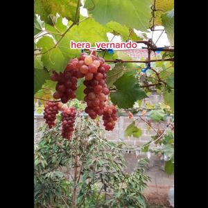 Bibit Anggur Import Merah Super Manis