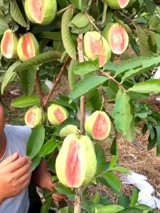 (30seeds) Bonsai Guava Seeds for Planting Vegetable Plants-Fresh Taiwan Red Guava Fruit Seeds