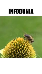 Lensa Super Wide & Macro Smartphone untuk Kualitas Foto yang Lebih Baik