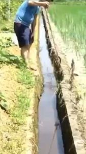 Cây bắt rắn inox dài 1.5 mét