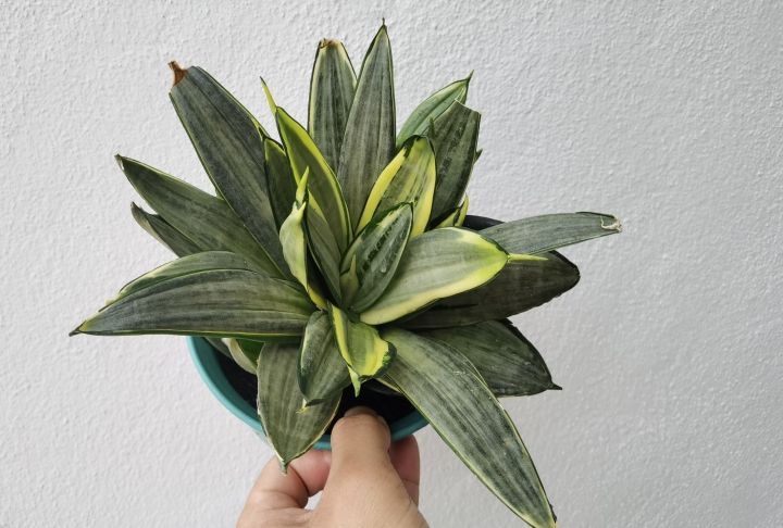 Sansevieria silver frost Silver Frost Snake Plant - Lazada | Lazada