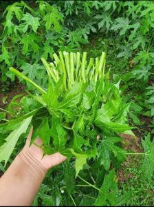 RAU #BINACHAYA- RAU MÌ CHÍNH - Cây Giống (đơn 20 cây)