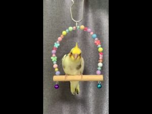 ชิงช้านก รูปแบบเล่นนก สำหรับเล่นสัตว์เลี้ยง สำหรับชุดชิงช้าลูกปัดผีเสื้อ ชิงช้านก ชุดเล่น สำหรับเล่นนก