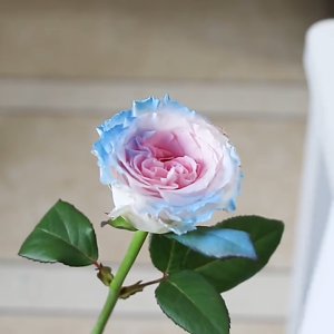Floral Spray Paint for Fresh Flowers 450ml Quick Dry Oil Based Art Magic Flower Dye Spray Vivid Color for Party Wedding DIY Gift coloring agent Dazzle Oil Based Non Toxic