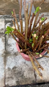 Keratan Pokok Mulberi Mulberry Organik terus tanam– Mudah Cambah & Tumbuh Daun Baru + PERCUMA Baja Organik!