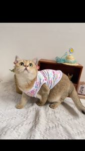 Pet Dog Clothes cat Puppy Clothes Dog Clothes Dog Summer Clothes Pet Cat Vest Shih Tzu Dog Clothes