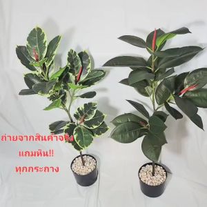 ต้นยางต้นใส่ อินเดียประดิษฐ์ (Artificial Indian rubber tree) ต้นใส่กระถาง (Cinnamon) สูง 90cm, ก้นเปล่าสูง 100cm