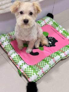Teekland Summer Pet Self Cooling Mat No Electricity Required Kennel Bed Pad Sleeping Mat Keeps Dogs and Cats Cool Ideal for Home and Travel