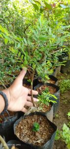 Bibit tanaman cendrawasih cangkok bahan bonsai 25-30cm